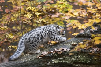 A snow leopard young in motion on a tree trunk with autumnal coloured background, snow leopard,