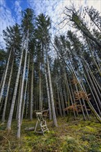 Spruce forest, pole forest with raised hide, hunter's hide, Kemptner Wald, Allgaeu, Swabia,