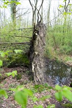 Deadwood structure in deciduous forest, root plate and temporary water body, important habitat for