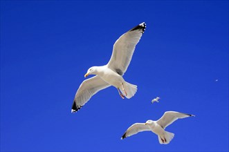 European herring gulls (Larus argentatus), Two gulls flying high in the sky, small bird in the