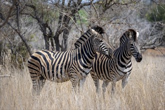 Two plains zebras (Equus quagga) in high dry grass, African savannah, Kruger National Park, South