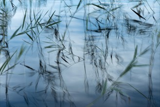 Reeds reflected in the water, long exposure, lake near Hartola, Finland, Europe