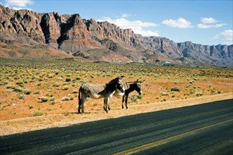 Wild donkeys, on the side of the road, state road, Nevada, USA, North America