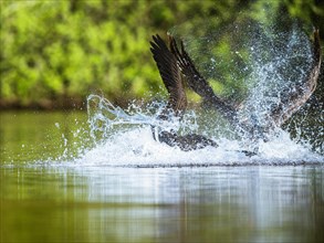 Canada Goose, Branta canadensis, geese in a water fight