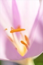 Detail of the stamen in an meadow saffron (Colchicum autumnale) . Alsace, East, France, Europe