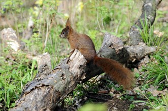 Eurasian red squirrel (Sciurus vulgaris), Captive, A small squirrel sits on a tree trunk in the