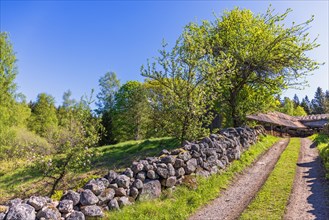 Stone wall by the roadside of a dirt road to a farm in a cultural countryside and flowering fruit