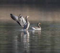 Greylag geese (Anser anser), greylag geese on a pond, an animal flaps its wings, Thuringia,
