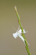 White bindweed moth or sloe ghost (Pterophorus pentadactyla, Pterophorus pentadactylus), North