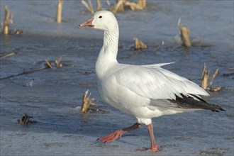 Snow goose (Anser caerulescens), adult walking on a frozen marsh, Lac Saint-Pierre Biosphere