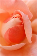 Garden rose or rose 'Muensterland' (Rosa hybrida), detail of the flower, ornamental plant, North