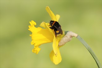 Large earth bumblebee (Bombus terrestris) on yellow narcissus (Narcissus pseudonarcissus), North