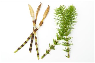 Fresh branches of the medicinal plant horsetail, Equisetum arvense, used for health care, freshly