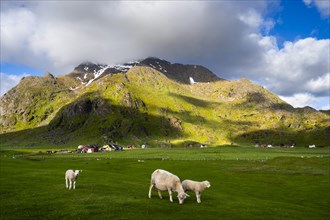 A ewe with two lambs in a meadow near Uttakleiv (Utakleiv) . Houses and mountains in the background