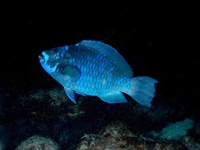 Midnight parrotfish (Scarus coelestinus) at night, dive site John Pennekamp Coral Reef State Park,