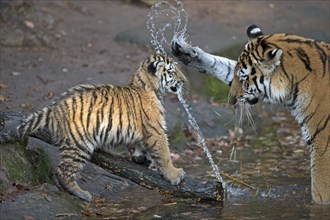 A tiger young playing with an adult tiger and splashing water, Siberian tiger, Amur tiger,