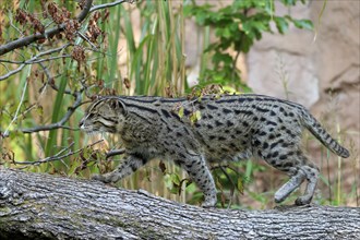Wildcat balancing on a tree trunk with autumn leaves in the background, fishing cat (Prionailurus