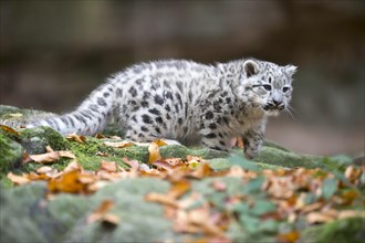 A young snow leopard young exploring a rocky outcrop alone, Snow leopard, (Uncia uncia), young