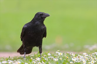 Raven crow (Corvus corone corone), in daisy meadow, lawn, Rosensteinpark Stuttgart,