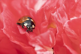 Seven-spot ladybird (Coccinella septempunctata) adult on a garden Camellia flower in spring,
