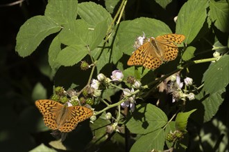Silver-washed fritillary butterfly (Argynnis paphia) two adults feeding on Bramble flowers,