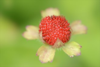 Indian strawberry (Potentilla indica, Duchesnea indica), fruit, native to Asia, ornamental plant,