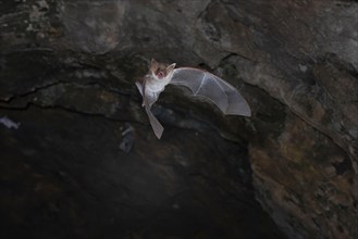 Greater mouse-eared bat (Myotis myotis) flying out of the cave exit, Lower Saxony, Germany, Europe
