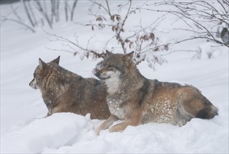Gray wolves (Canis lupus) lying in the snow, captive, Bavaria, Germany, Europe