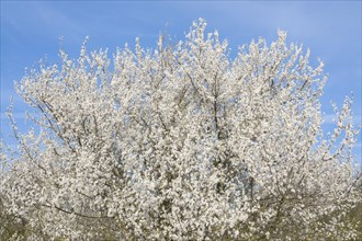 Blackthorn (Prunus spinosa) white flowering, Thuringia, Germany, Europe