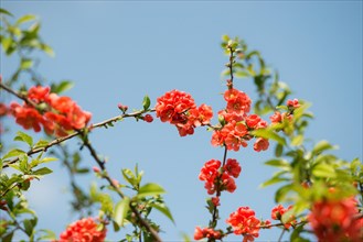 Branch with bright red flowers, spring mood, japanese quince (Chaenomeles speciosa) (syn.: