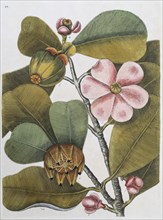 Balsam tree (Commiphora opobalsamum, Amyris opobalsamum) hand-coloured copperplate engraving by