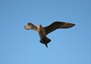Arctic skua (Stercorarius parasiticus) flying in the blue sky, Lapland, Northern Norway,