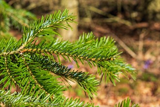 Branch of a Veitch's silver-fir (Abies veitchii) with green needles in a woodland