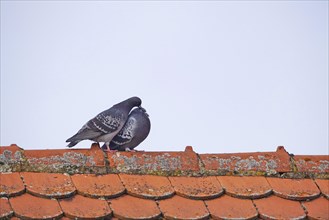 City pigeons, spring, Germany, Europe