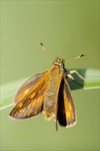 Rusty-coloured Fritillary (Ochlodes sylvanus, Augiades sylvanus), North Rhine-Westphalia, Germany,