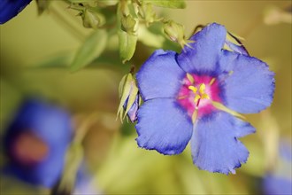 Blue pimpernel (Anagallis monellii), flower, native to the western Mediterranean region