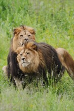 African lion (Panthera leo), two males, captive, occurring in Africa
