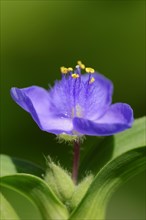 Garden three-master flower (Tradescantia andersoniana), flower, ornamental plant, North