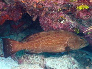Black grouper (Mycteroperca bonaci), John Pennekamp Coral Reef State Park dive site, Key Largo,