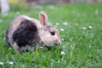 Rabbit (Oryctolagus cuniculus domestica), domestic animal, grass, eating, close-up of a rabbit in
