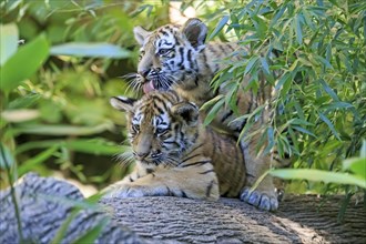A tiger young cleaning its sibling on a tree trunk, Siberian tiger, Amur tiger, (Phantera tigris