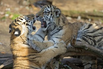 Two tiger cubs in a playful fight in the sunlight with open mouth, Siberian tiger, Amur tiger,