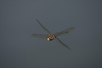 Migrant hawker dragonfly (Aeshna mixta) adult in flight in summer, Suffolk, England, United