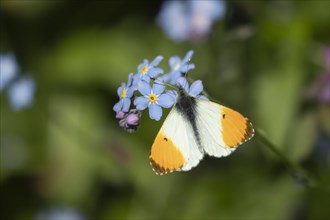 Orange tip butterfly (Anthocharis cardamines) adult male feeding on Forget-me-not flowers in