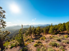 Landscapes full of pine trees at a viewpoint of Roque Nublo in Gran Canaria, Canary Islands
