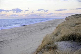 Beach at Dikjen Deel, Sylt, beach section with dunes and high grass under a cloudy sky, Sylt, North