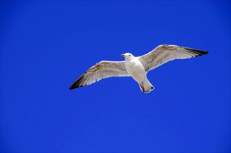 European herring gull (Larus argentatus), gull gliding with open wings in front of a monochrome