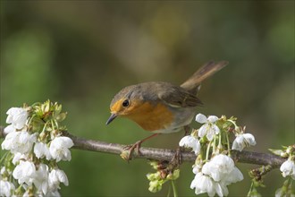 A robin (Erithacus rubecula) on a blossoming cherry branch in the light, Baden-Wuerttembereg,