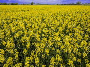 Rapeseed field, field with rapeseed (Brassica napus), Cremlingen, Lower Saxony, Germany, Europe