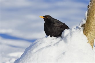 Blackbird (Turdus merula) male, sitting on a pile of snow in winter, Wilnsdorf, North
